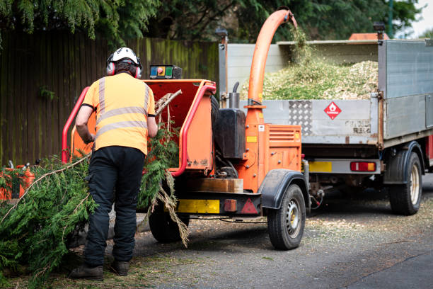 Best Hazardous Tree Removal  in Spring Arbor, MI